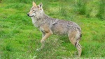 Wolf auf der Wiese