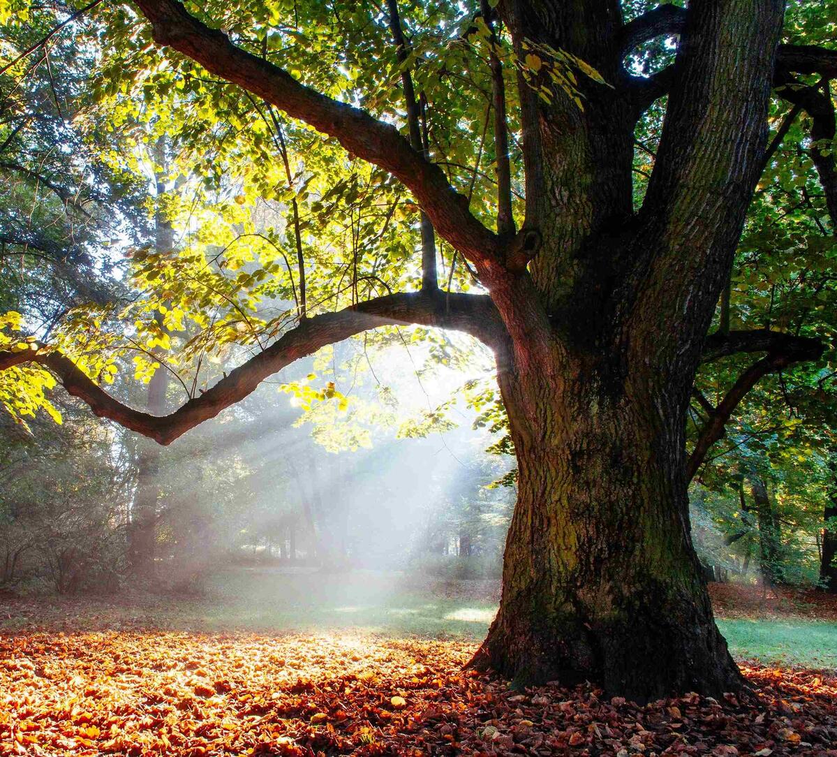 Mächtige Eiche im Sonnenlicht