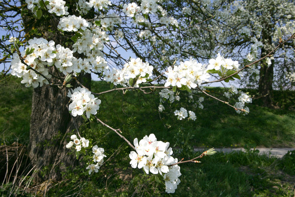 Blühender Baum in saftig grüner Wiese unter blauem Himmel