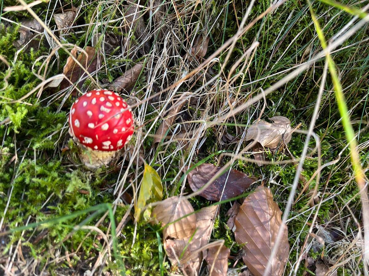 Fliegenpilz