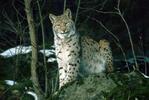 Luchs auf Stein sitzend; Foto: Ch. Deschka