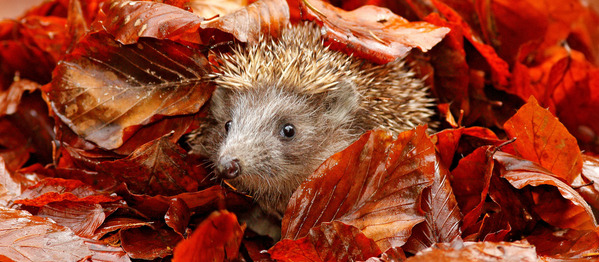 Igel unter rotem Herbstlaub