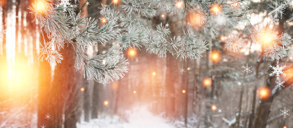 Weihnachtlicher Hintergrund. Winterwald mit leuchtenden Schneeflocken. Weihnachtswald mit verschneiter Straße. Tannenzweige mit Raureif.