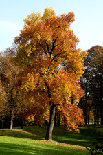 Prächtiger Baum im bunten Herbstkleid