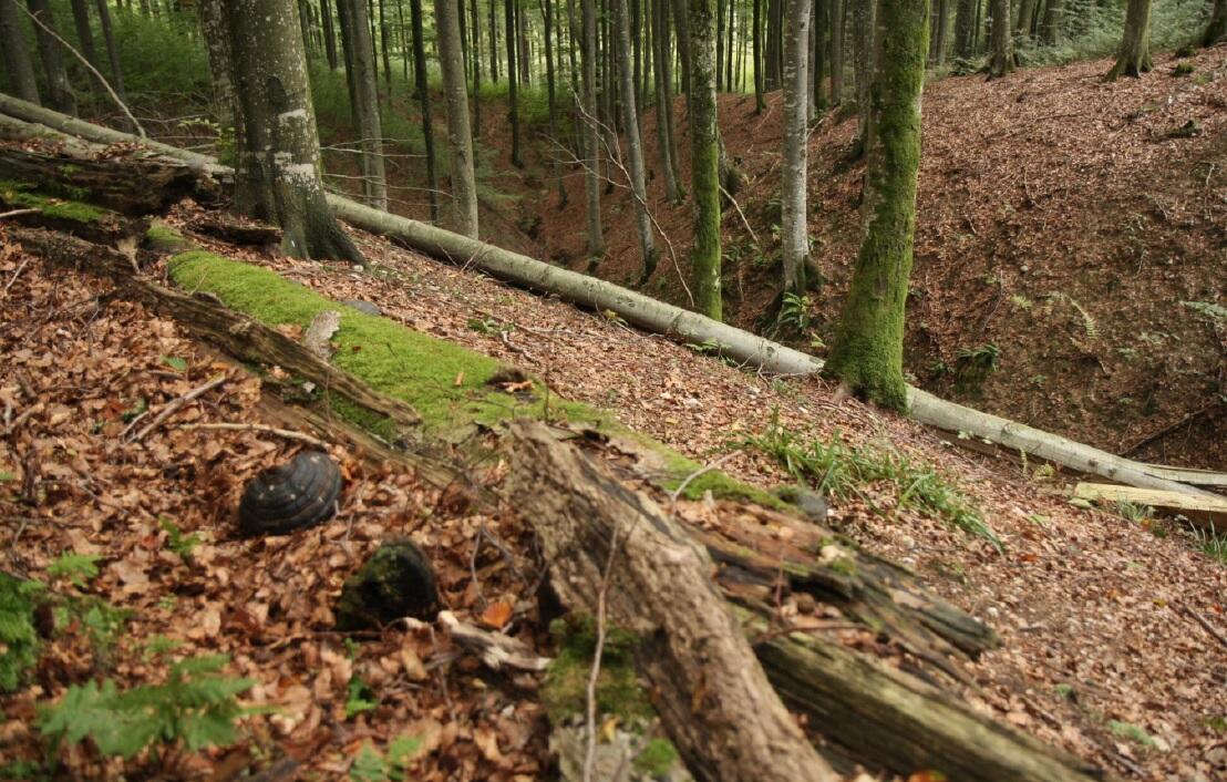 Bemooste Bäume im steilen Waldgelände