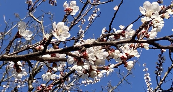 Frühling