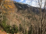 Projektgebiet; Laubwald mit verschneitem Berggipfel im Hintergrund