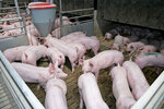 Schweinezucht (Foto: Franz Linschinger, Land OÖ)