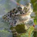 Wechselkröten-Männchen; Foto: Oö. Naturschutzbund