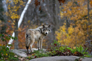 Wolf im herbstlichen Wald blickt über die Schulter zurück
